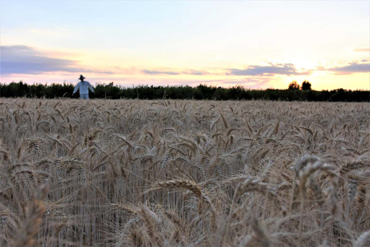 Amico Bio: ortaggi e frutta biodinamica a ciclo chiuso nella 