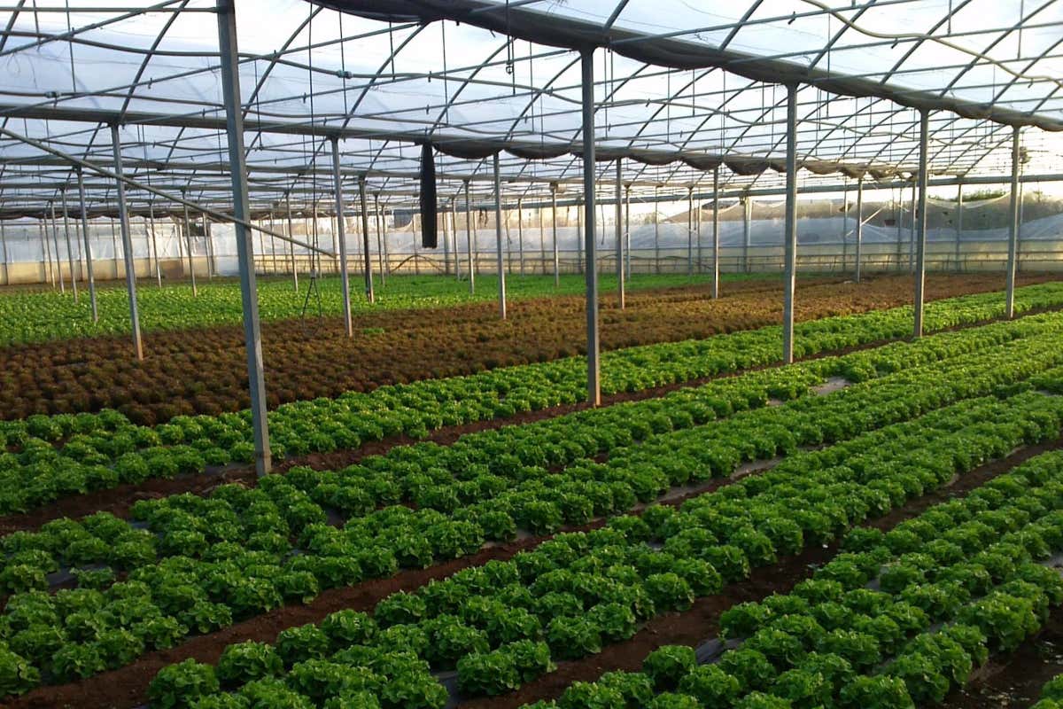 Amico Bio: ortaggi e frutta biodinamica a ciclo chiuso nella 