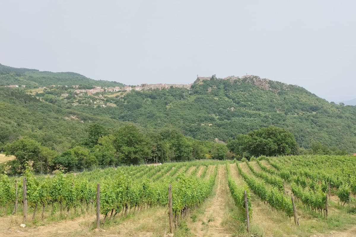 Ampeleia: un'azienda agricola sostenibile immersa nella bellezza della Toscana