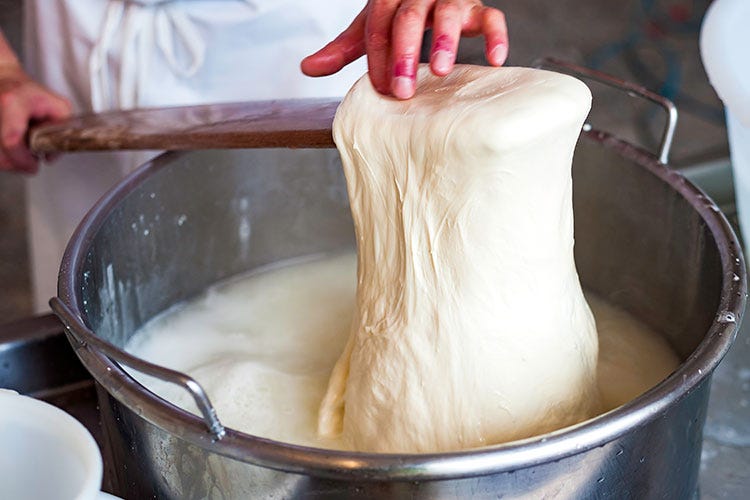 Nel 2020 la produzione di latte in Italia ha raggiunto quota 12,5 milioni di tonnellate - Dal latte al formaggio, parte studio per le trasformazioni alternative