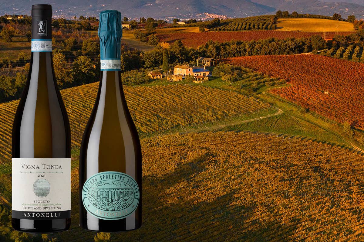 Cantina Antonelli due novità sorprendenti con il Trebbiano Spoletino