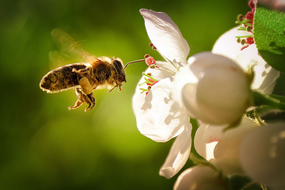 Il 20 maggio è la Giornata mondiale delle api Dall’Alto Adige alla Puglia una vacanza alla scoperta delle api
