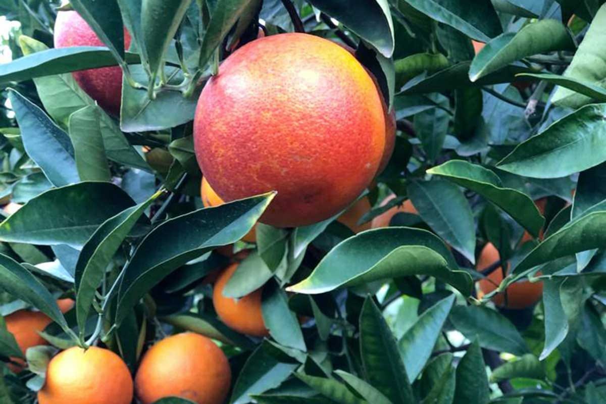 Dal 19 dicembre inizia la commercializzazione della arancia rossa di Sicilia Igp Arancia Rossa di Sicilia Igp, la regina degli agrumi alla prova dell'aumento dei costi