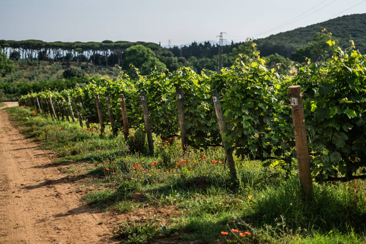 Argentiera: 25 anni di passione e innovazione nel cuore di Bolgheri