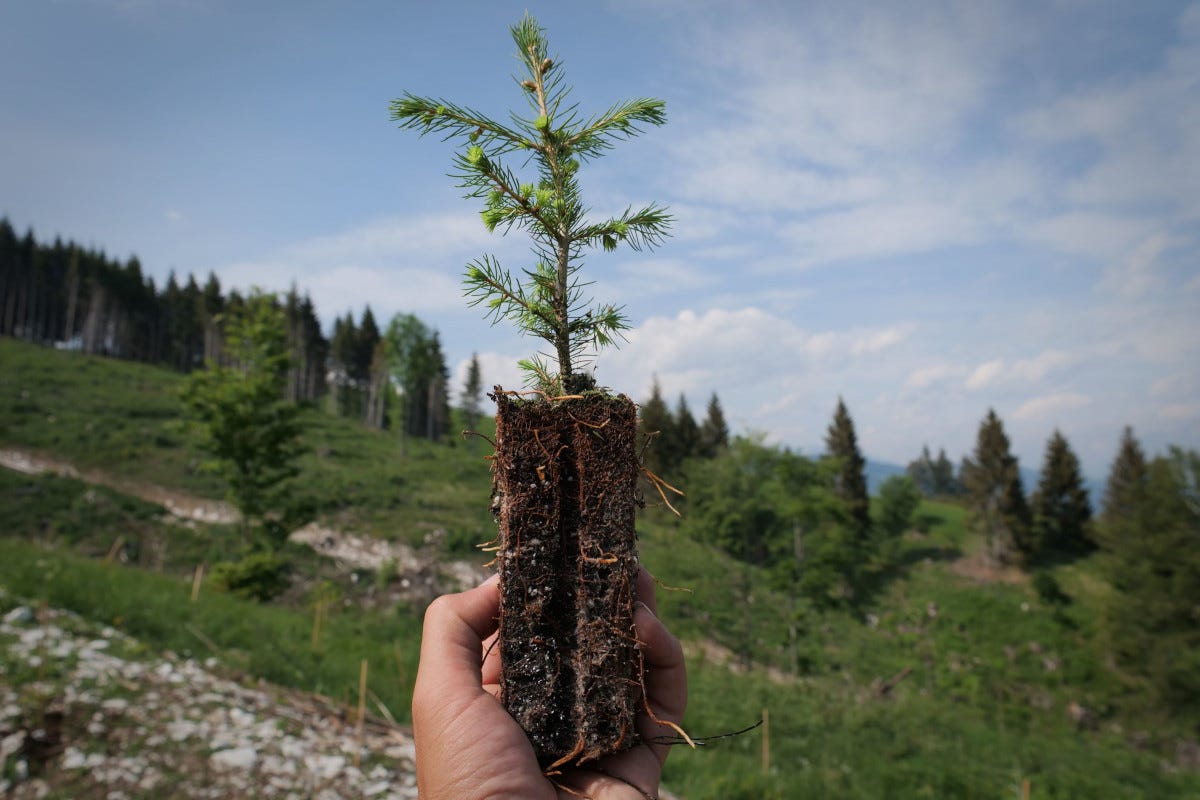 Mille alberi per il futuro: Asiago Dop in prima linea per l'ambiente