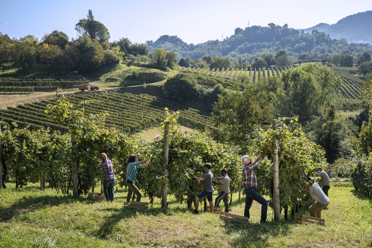 Vendemmia 2024: c'è ottimismo per i vini di Asolo e Montello