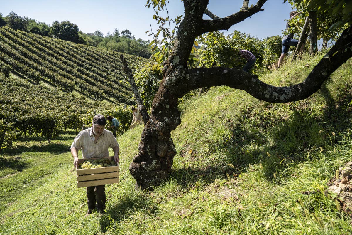 Vendemmia 2024: c'è ottimismo per i vini di Asolo e Montello