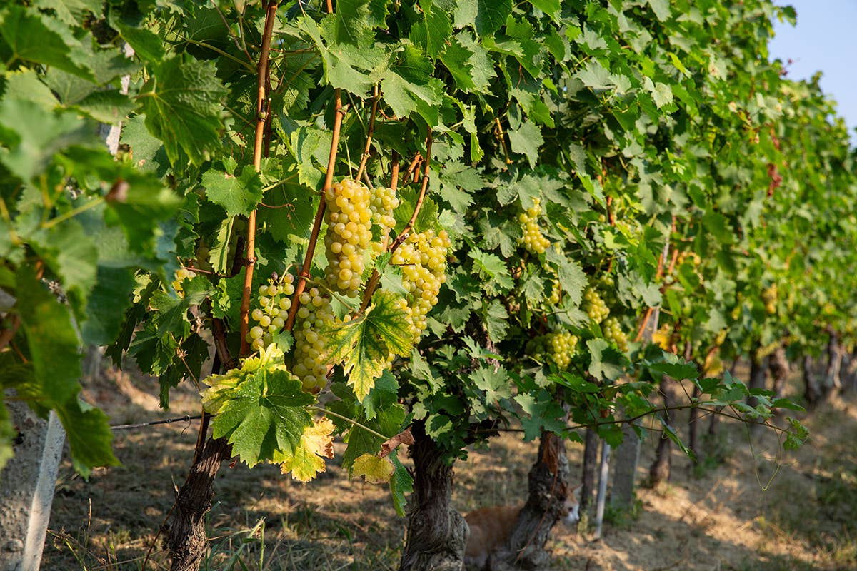 Autunno con l’Asti Docg: enoturismo tra vigne e cattedrali sotterranee