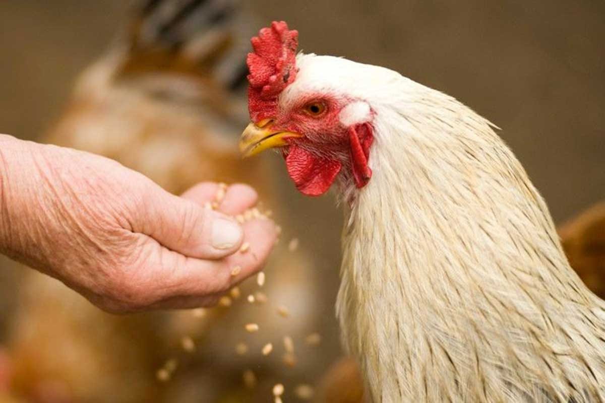 Per il settore avicolo la prossima sfida è la transizione ecologica Pollo Arrosto Day, maratona web per celebrare la carne più consumata al mondo