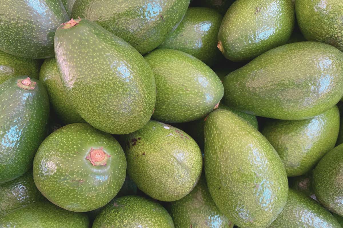 Dalla Sicilia alla Calabria: dove l'avocado diventa un'eccellenza locale Dalla Sicilia alla Calabria: dove l'avocado diventa un'eccellenza locale