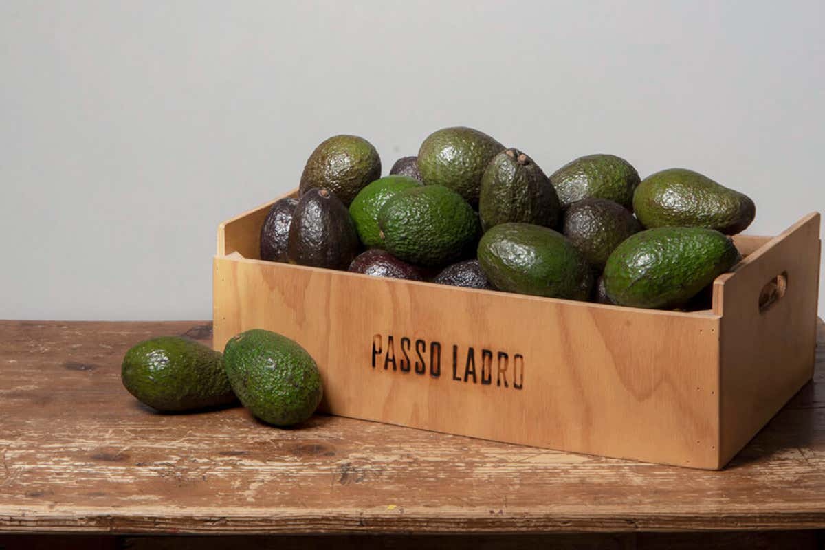 Dalla Sicilia alla Calabria: dove l'avocado diventa un'eccellenza locale Dalla Sicilia alla Calabria: dove l'avocado diventa un'eccellenza locale