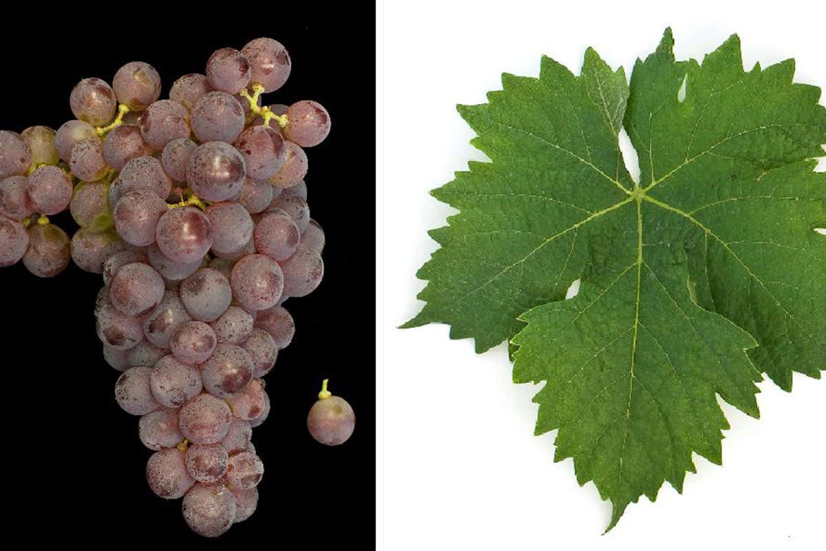 Barbarossa (credito foto: Ursula Br&uuml;hl, Doris Schneider, Julius K&uuml;hn-Institut) Dall&rsquo;uva Barbarossa, un vino di carattere e buona struttura