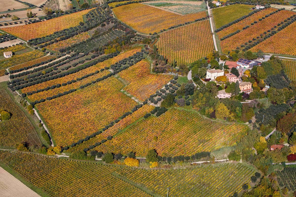 Vista aerea dell'azienda agricola Barone Cornacchia Cantina Barone Cornacchia, la storia che si evolve