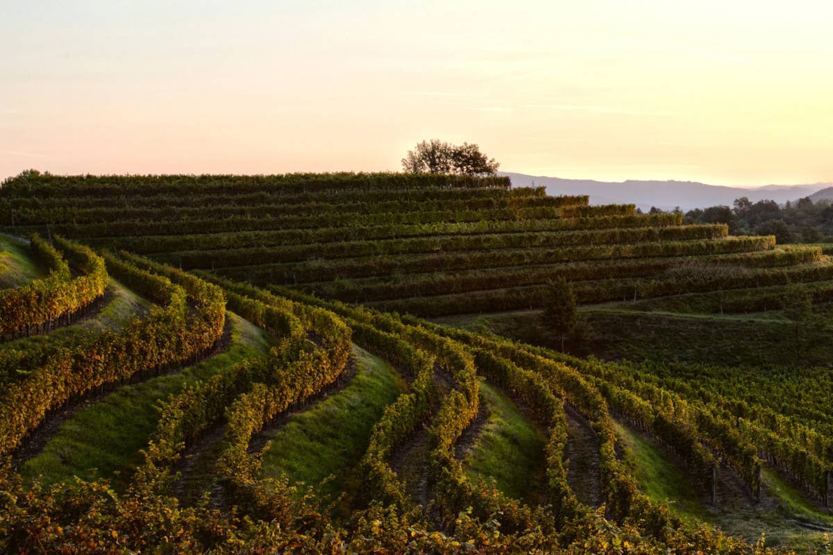 Quando le celebrità investono nel vino: le cantine dei vip in Italia