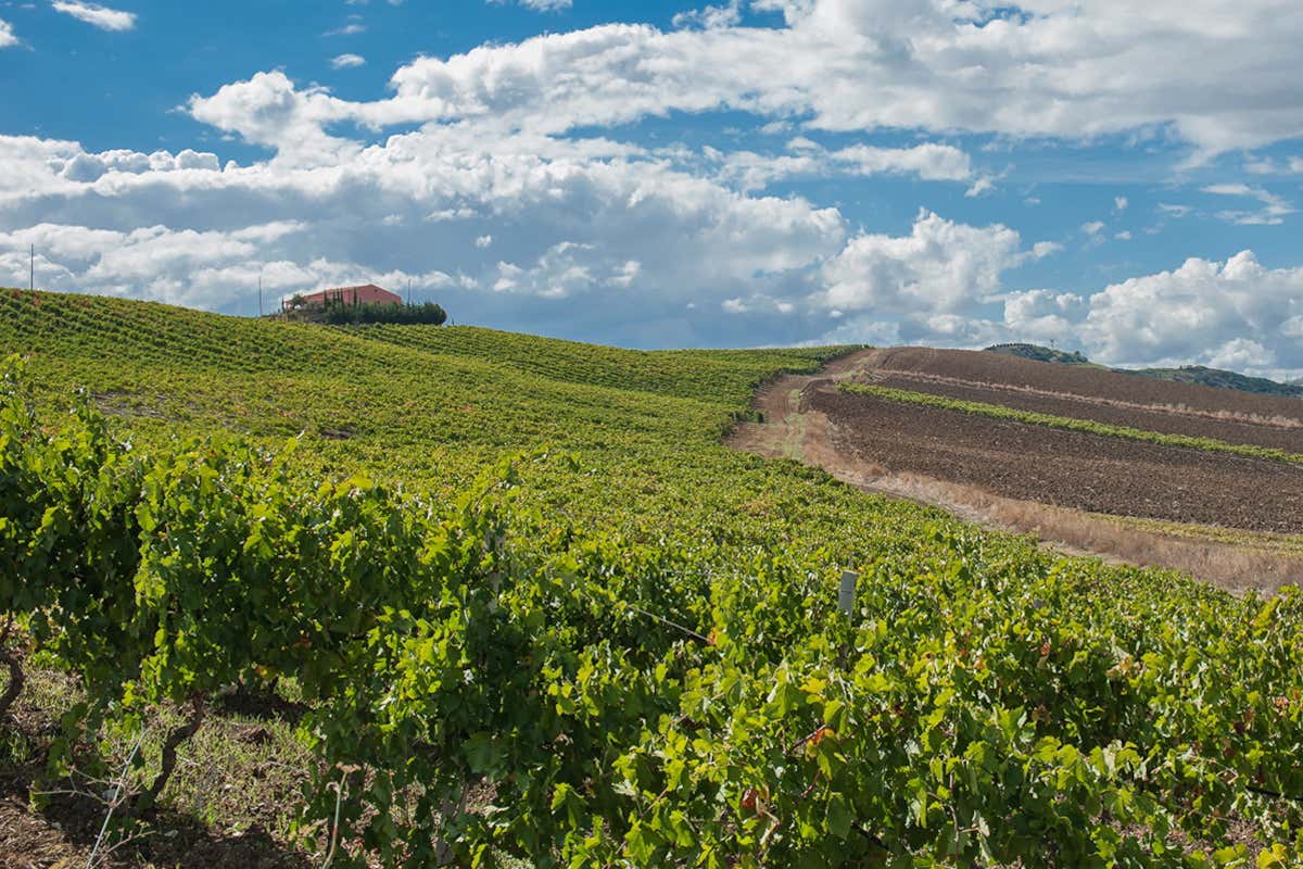 Bianco e Rosso di Case Alte, eccellenti espressioni di Catarratto e Syrah siciliani