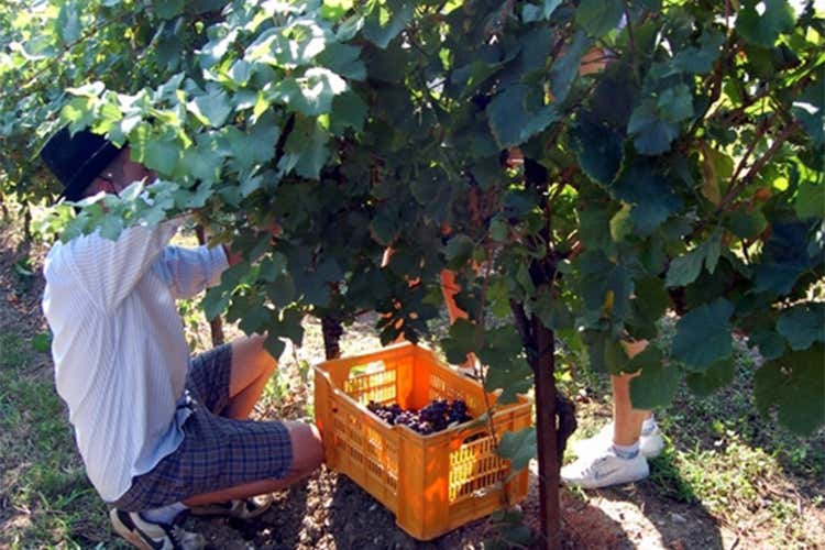 Berlucchi, al via la vendemmia Iniziata la raccolta del Pinot Nero Berlucchi, al via la vendemmia Iniziata la raccolta del Pinot Nero