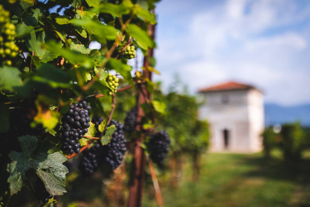 Berlucchi: una vendemmia 2024 all'insegna della sfida e dell'eccellenza