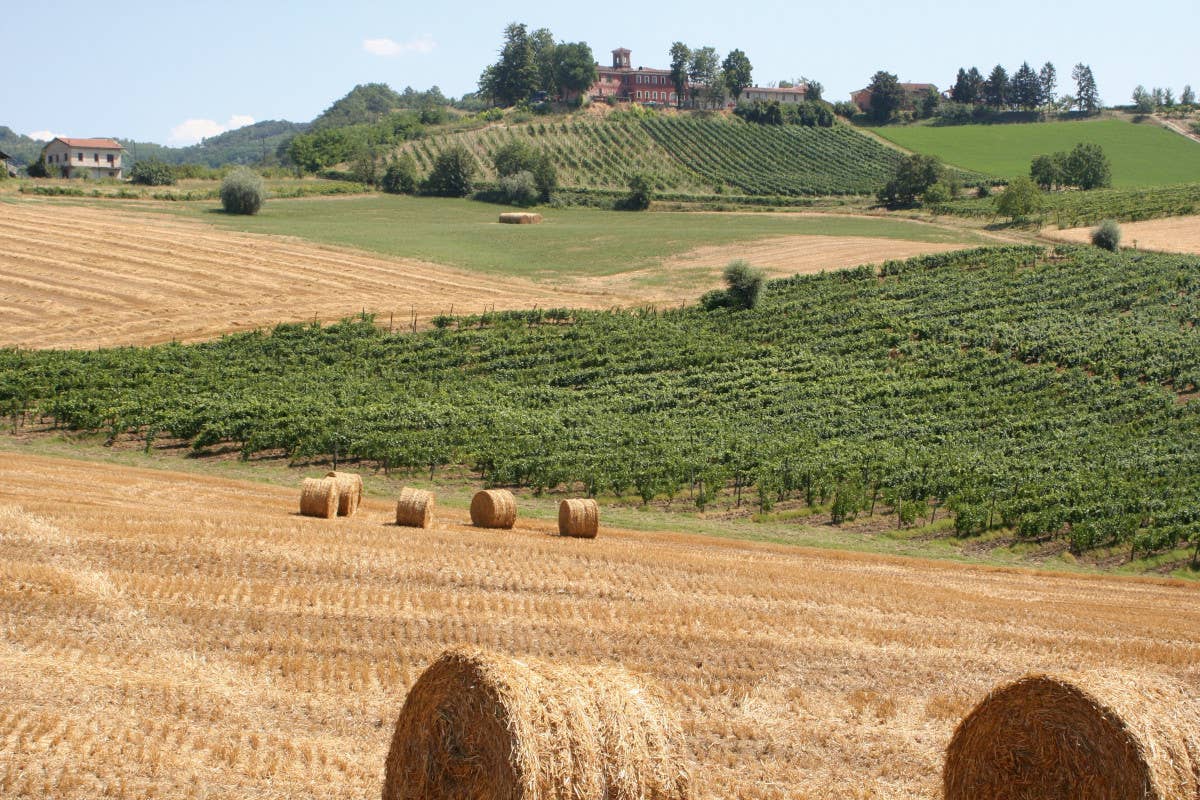 I Colli Tortonesi a Berzano Tortona e il suo Timorasso: vino e territorio pronti a rinascere