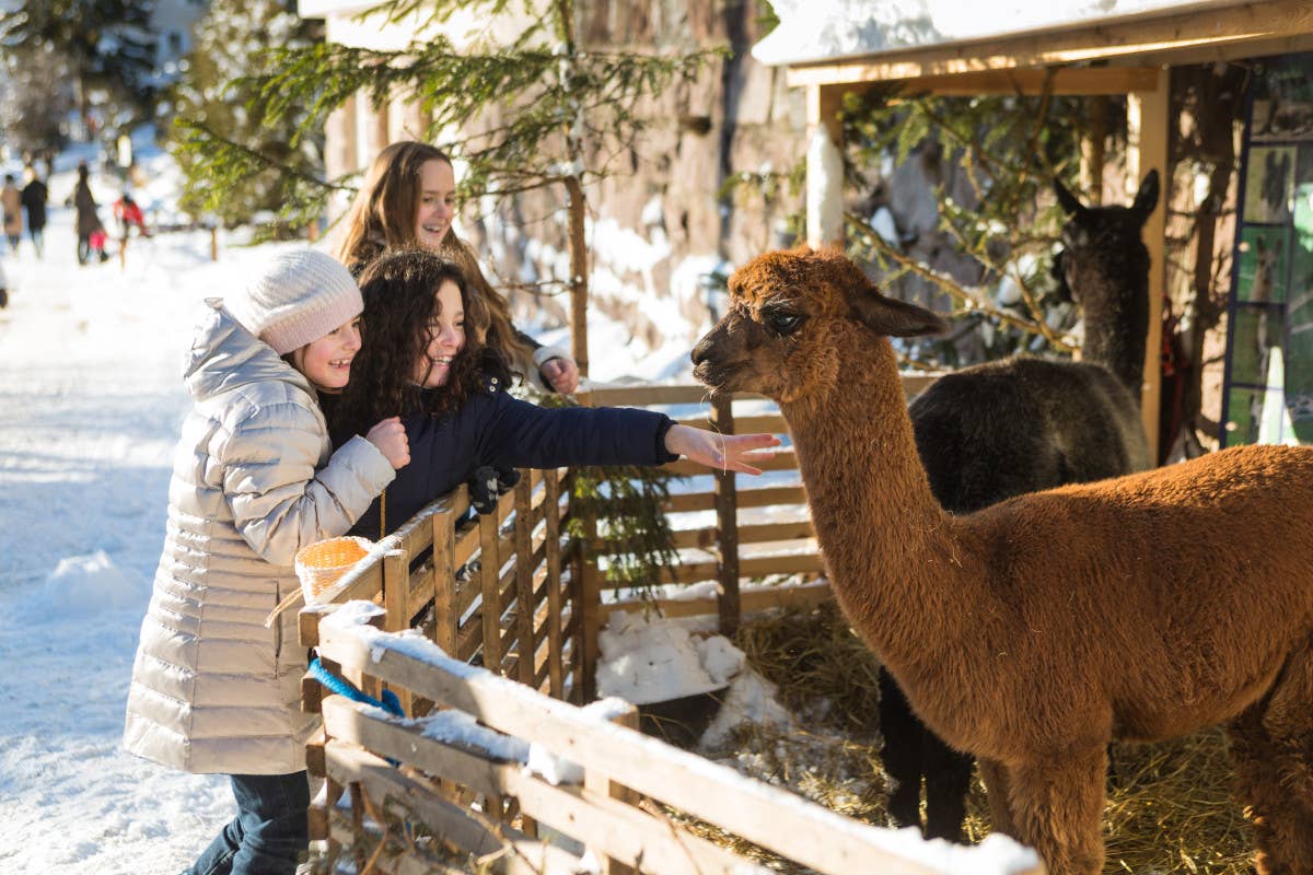 Animali in esposizione (foto Marco Corriero) Il Trenatale del Renon porta la magia delle Feste