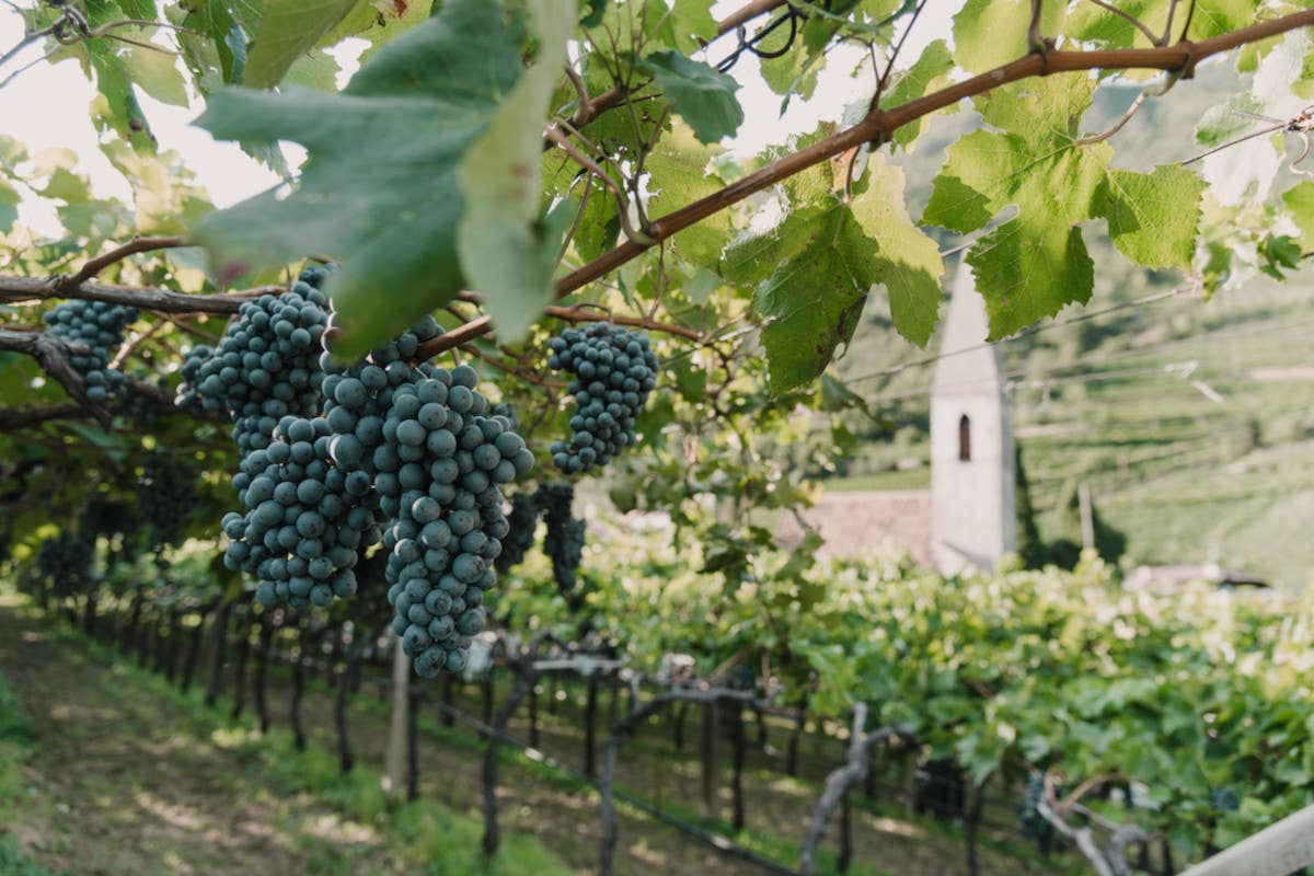 Scopri l'estate di Bolzano: musica, cultura e vino tra le Dolomiti