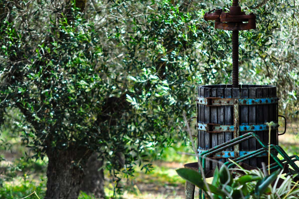 Sardegna, l’isola che profuma d’olio: passione, famiglia e tradizione