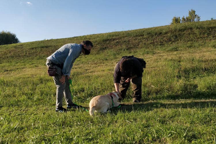 Fonte: Associazione Nazionale Città del Tartufo Viaggio tra le città del tartufo  Borgocarbonara in Lombardia