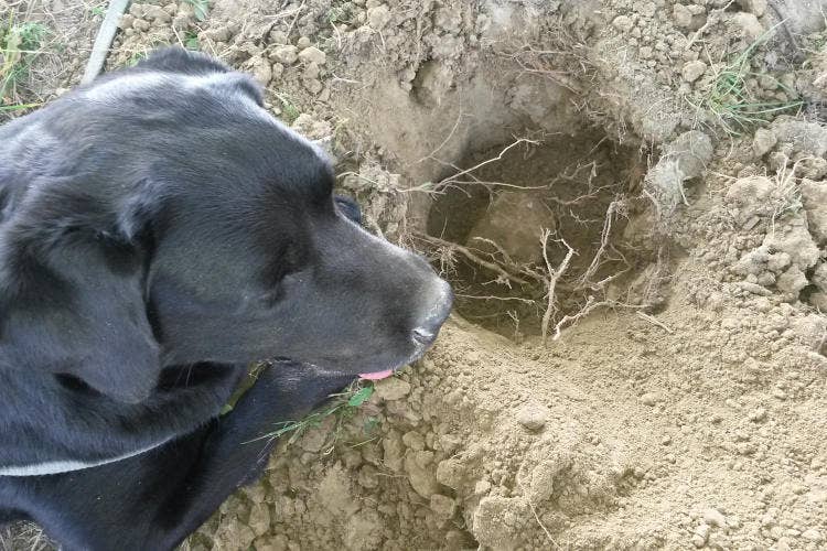 Fonte: Associazione Nazionale Città del Tartufo Viaggio tra le città del tartufo  Borgocarbonara in Lombardia