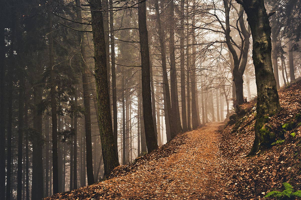 La superficie forestale è di 619.726 ettari  La Lombardia è la quarta regione d'Italia per estensione di boschi e foreste