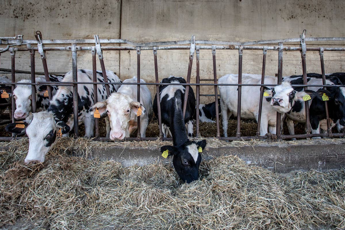 Bosco Gerolo, un'azienda agricola che produce energia pulita e alimenti sani