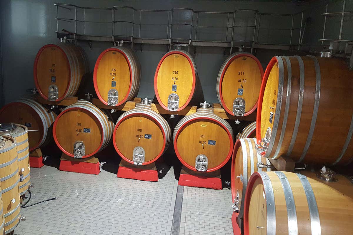 Cantina Aldeno, la prima cantina Biovegan in Italia