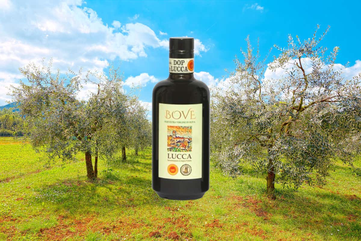 Perché l'olio evo toscano è così ricercato nonostante la bassa produzione?