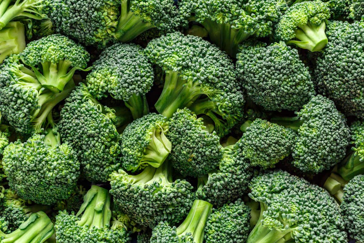 Dentro i broccoli: storia, valori nutrizionali, benefici e usi in cucina Dentro i broccoli: storia, valori nutrizionali, benefici e usi in cucina