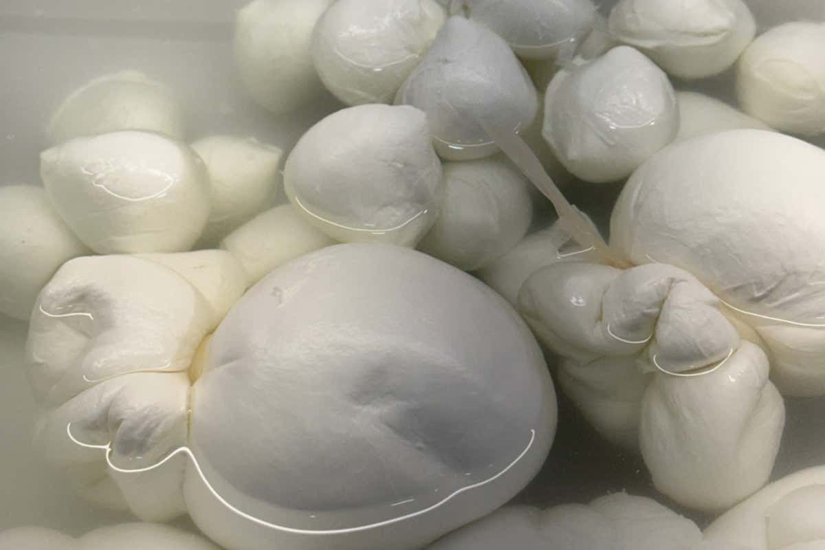 Vicino al lago di Bolsena c’è l’unico allevamento di bufale della Tuscia