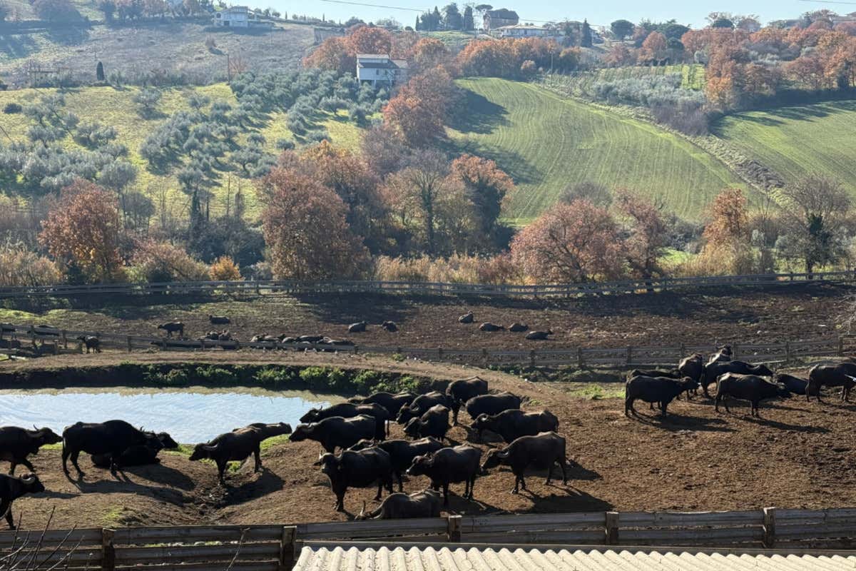 Vicino al lago di Bolsena c’è l’unico allevamento di bufale della Tuscia