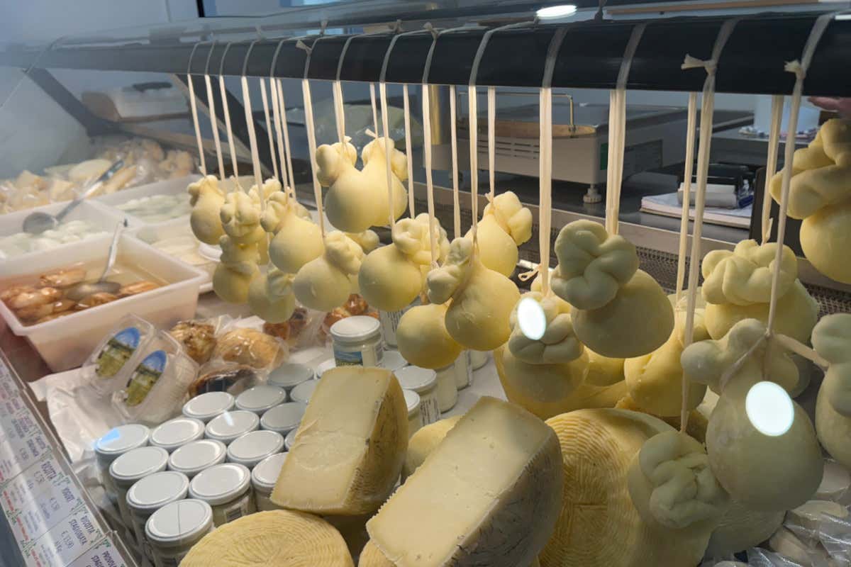 Vicino al lago di Bolsena c’è l’unico allevamento di bufale della Tuscia