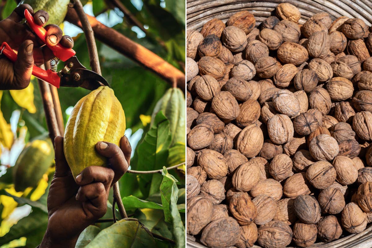 A Natale in tavola più pesce azzurro e lupini. E che prezzi per cacao e noci