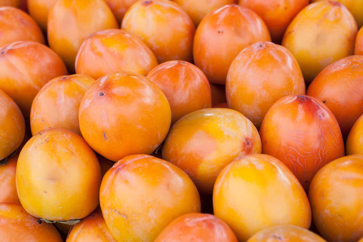 Cachi: proprietà, benefici e controindicazioni del frutto autunnale Cachi: proprietà, benefici e controindicazioni del frutto autunnale