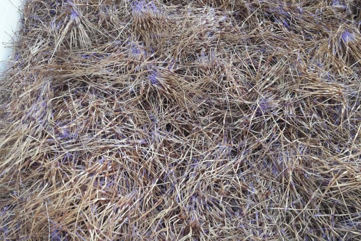 I pistilli sono necessari per preparare il Caciofiore Viaggio alla scoperta del Caciofiore, formaggio dal sapore antico I pistilli sono necessari per preparare il Caciofiore Viaggio alla scoperta del Caciofiore, formaggio dal sapore antico