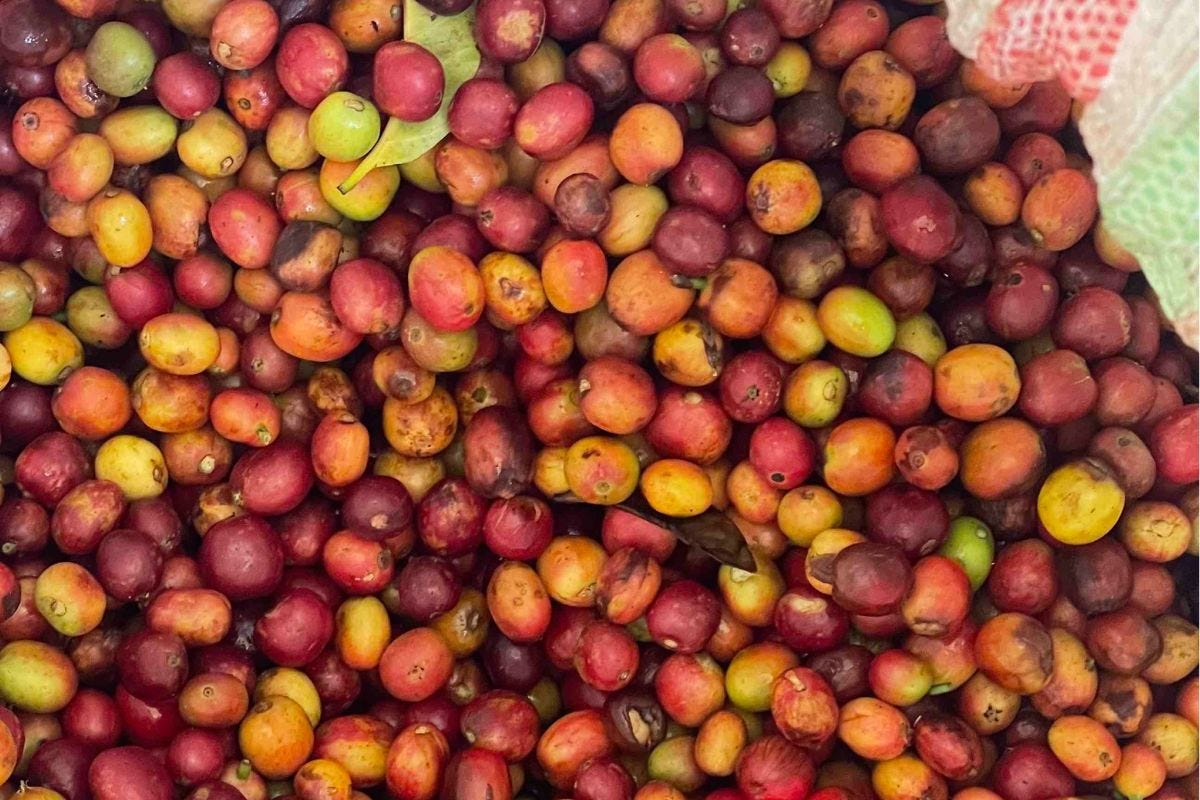 Fruttati, esotici, green: da Ditta Artigianale i caffè anti-deforestazione