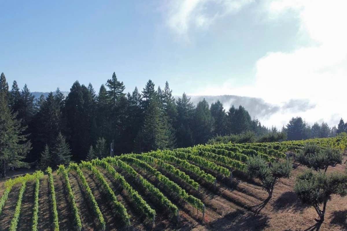 California e vendemmia: viaggio enogastronomico tra le cantine del Golden State California e vendemmia: viaggio enogastronomico tra le cantine del Golden State