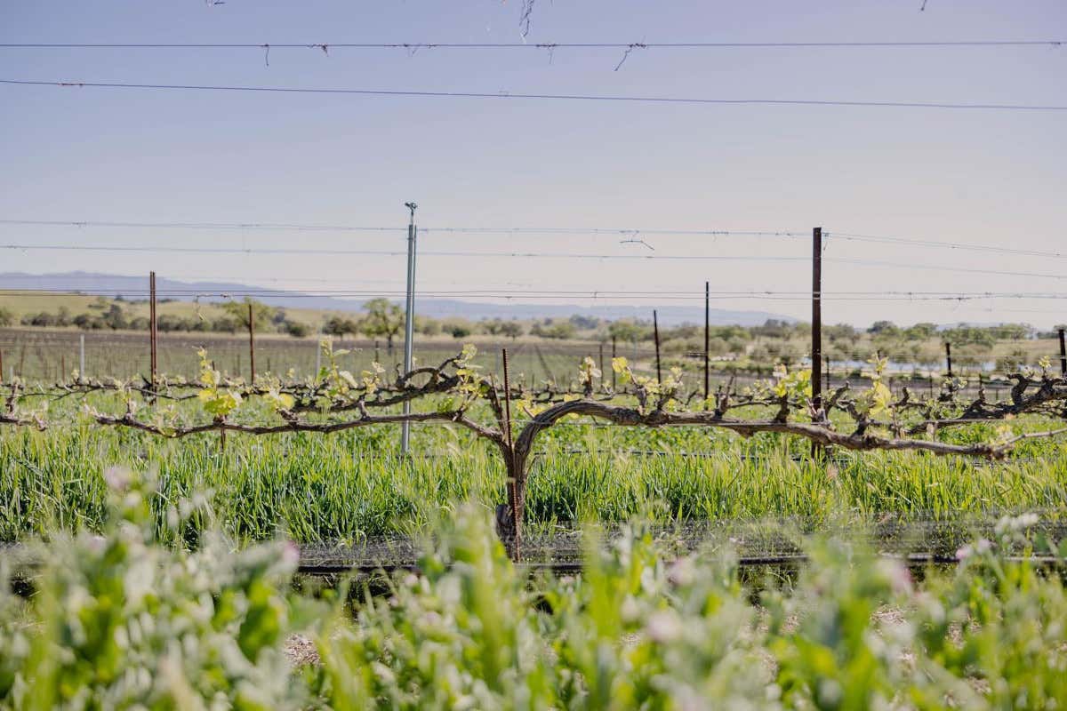 California e vendemmia: viaggio enogastronomico tra le cantine del Golden State California e vendemmia: viaggio enogastronomico tra le cantine del Golden State