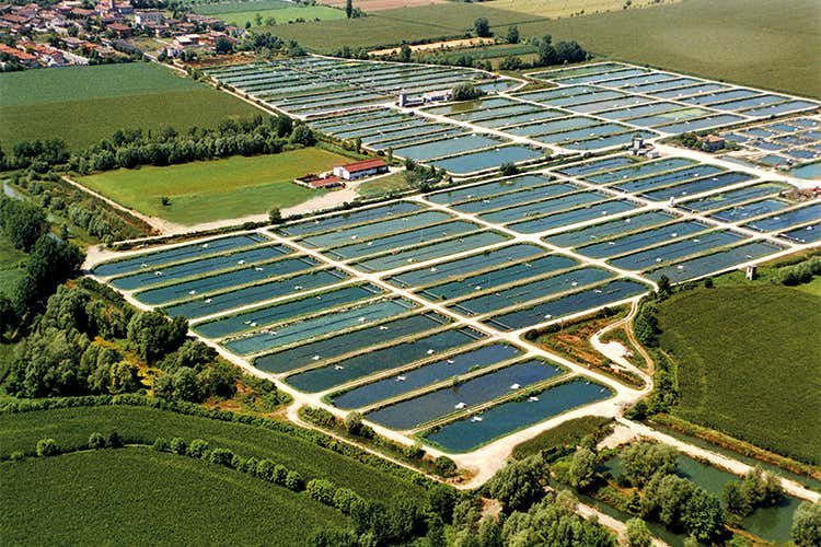 (Storione, sempre pi&ugrave; apprezzato Anche nella ristorazione)