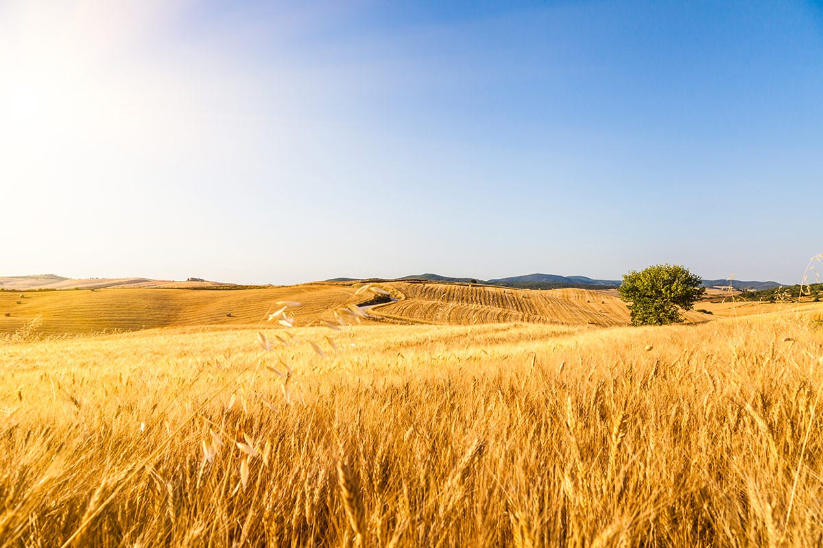 Ucraina, con l'accordo sul grano 1,2 miliardi di chili di grano tenero e olio di girasole e mais per l'Italia