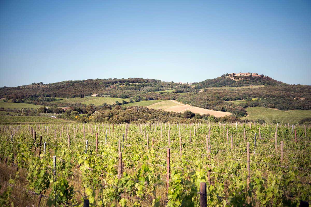 P#327, la particella che ha dato vita al nuovo Brunello di Campogiovanni P#327, la particella che ha dato vita al nuovo Brunello di Campogiovanni