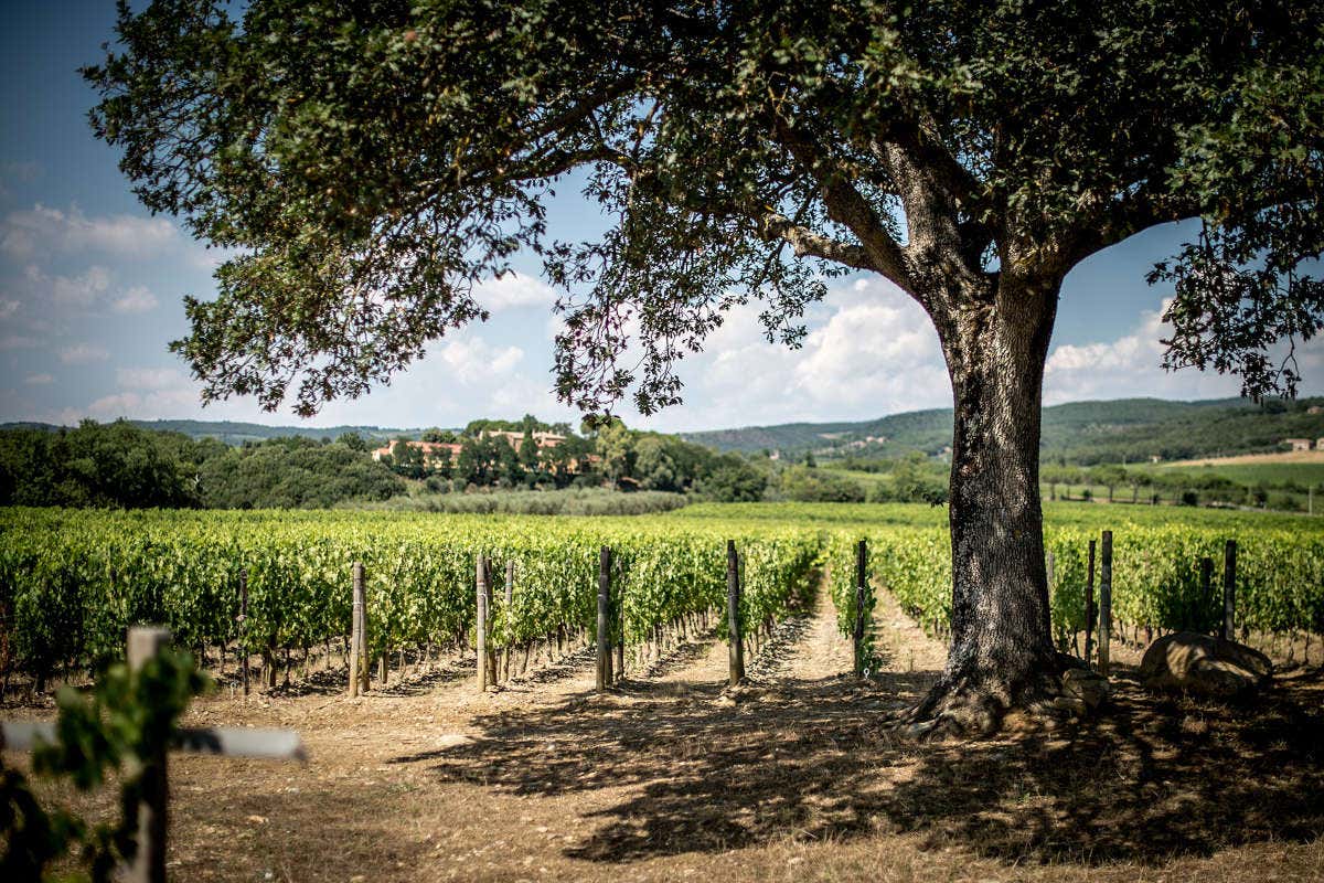 P#327, la particella che ha dato vita al nuovo Brunello di Campogiovanni P#327, la particella che ha dato vita al nuovo Brunello di Campogiovanni