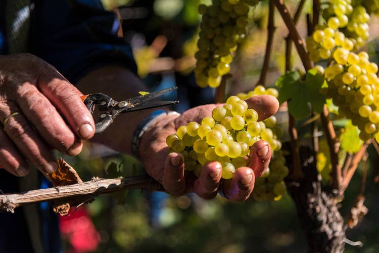 I vini autoctoni sono la forza della Cantina (Bolzano, la Cantina delle famiglie nel cubo della città)