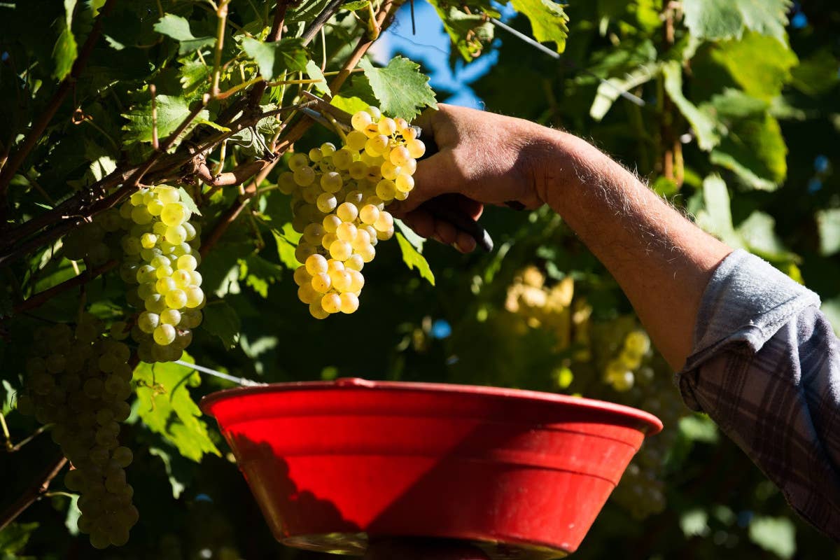 I vigneti di Cantina di Toblino  Riserva Trentodoc Vent, l'ultimo gioiello di Cantina di Toblino