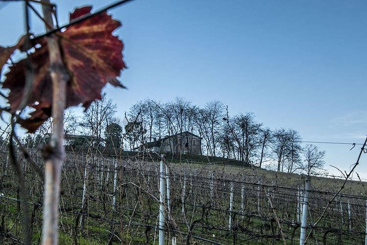 Bioni, dal classico Sangiovese ecco il vino biologico ...