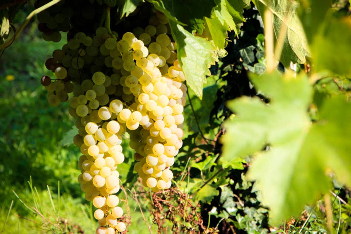 La cucina del ristorante AlMare in abbinamento ai vini di Mariotti e Di Sante