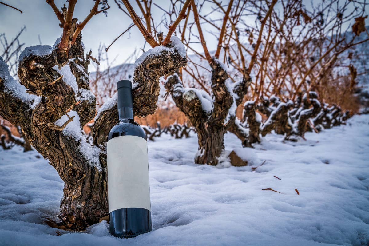 Cantine Aperte a Natale: a dicembre un brindisi lungo tutto lo Stivale